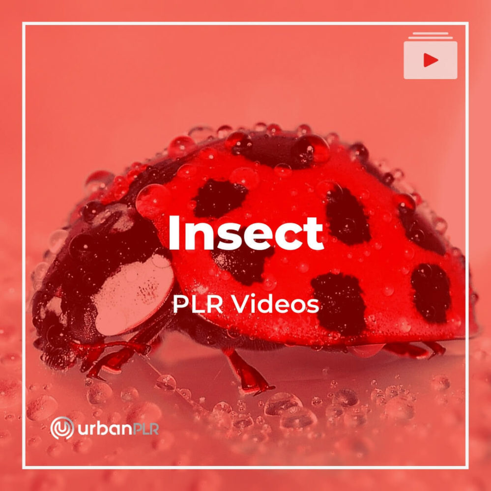 Insects Videos