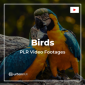 Birds PLR Video